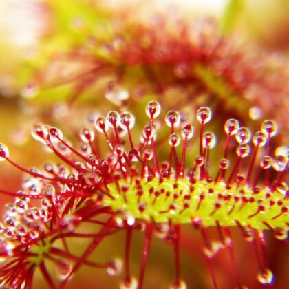 SEMILLAS DROSERA CAPENSIS TÍPICA
