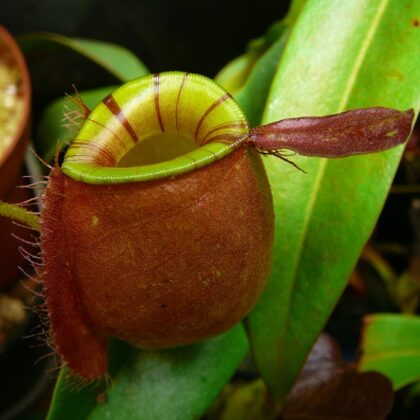 NEPENTHES