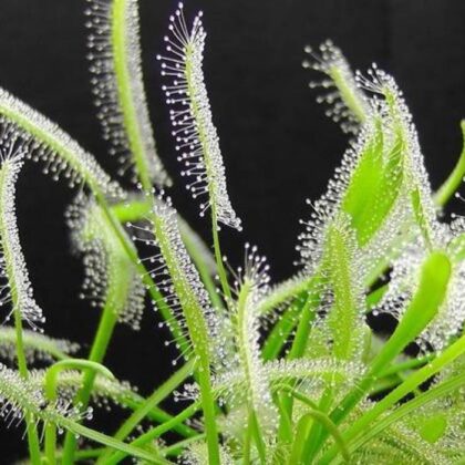 SEMILLAS DROSERA CAPENSIS ALBA