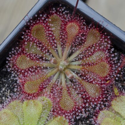 SEMILLAS DROSERA TOKAIENSIS