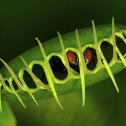 PLANTAS