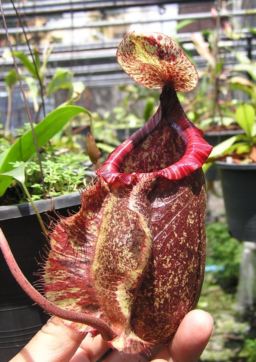 NEPENTHES (Viking x Rafflesiana) x (Mirabilis x Miranda) - Imagen 2