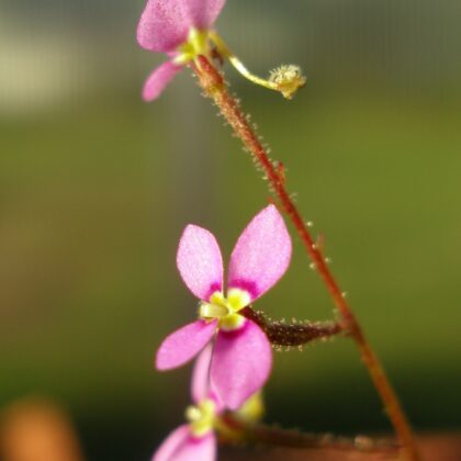 STYLIDIUM