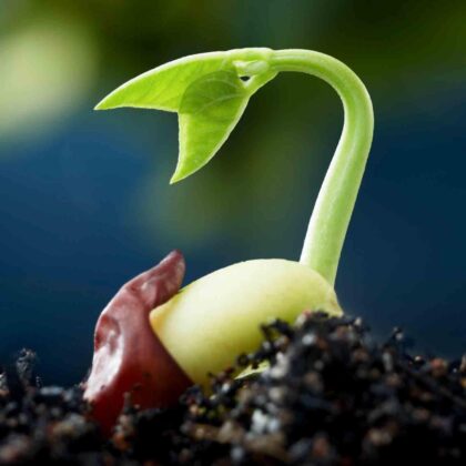 GERMINADOR