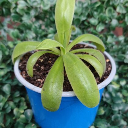 PINGUICULA GYPSICOLA X MORANENSIS