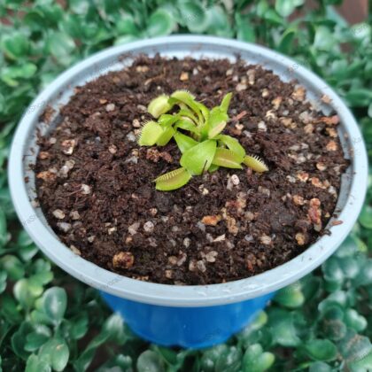 DIONAEA MUSCIPULA cultivar CLUMPING