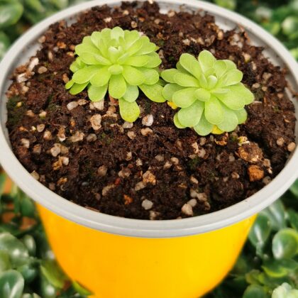 PINGUICULA ESSERIANA