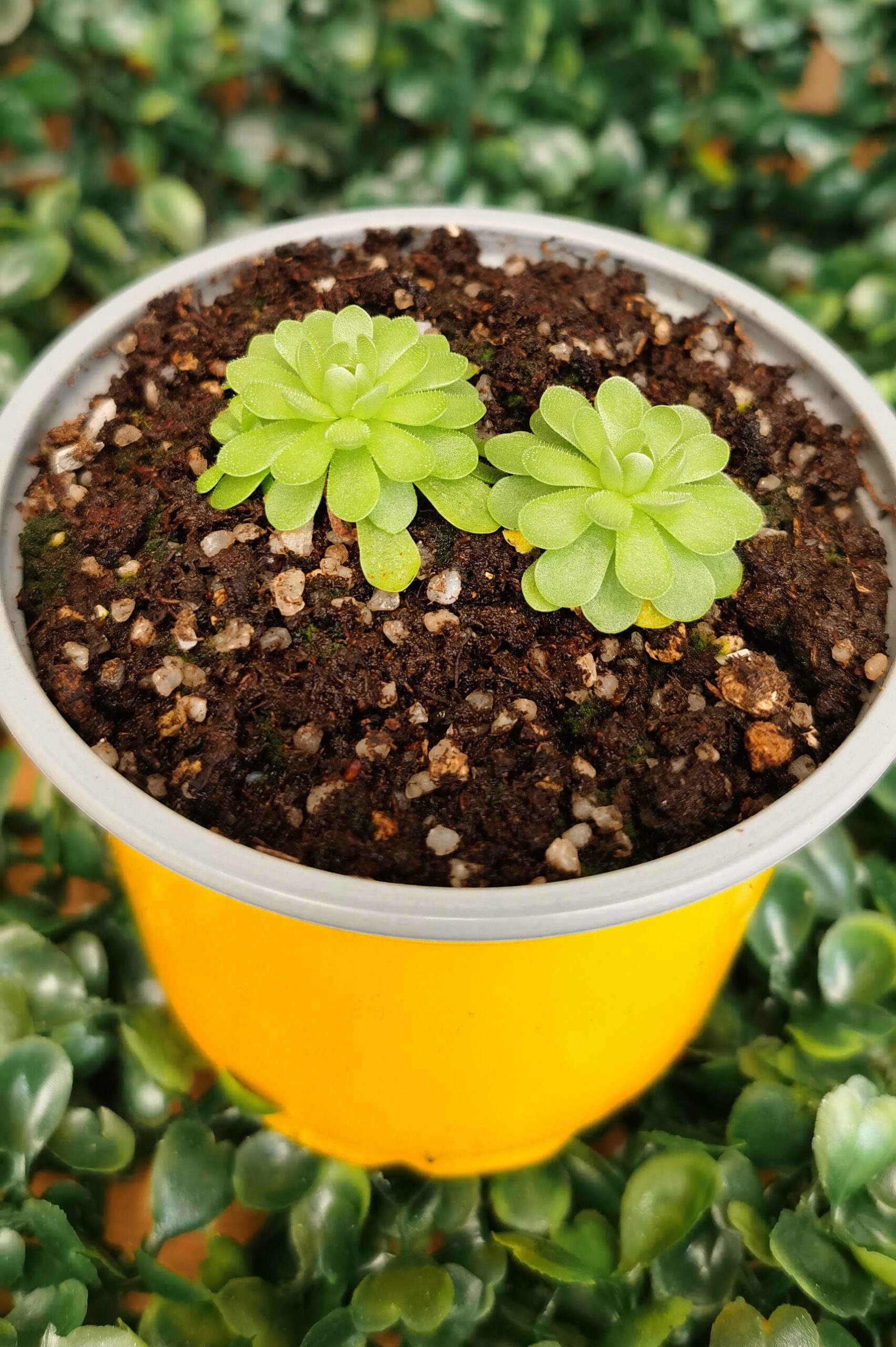 PINGUICULA ESSERIANA