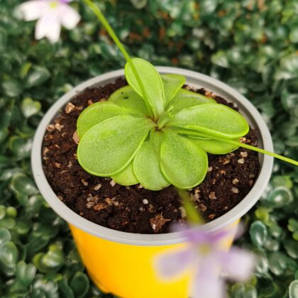 PINGUICULA EMARGINATA