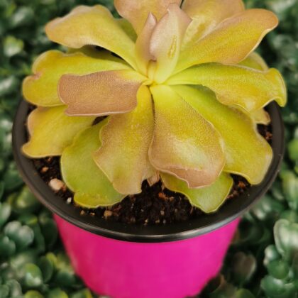 PINGUICULA SETHOS