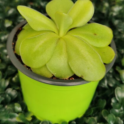PINGUICULA TINA