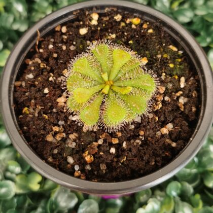 DROSERA SPATULATA