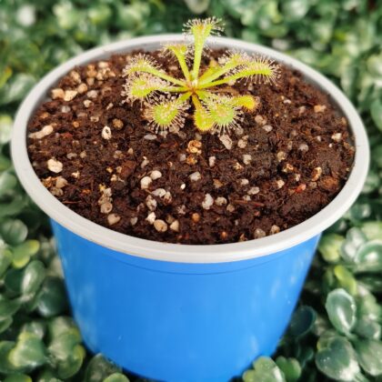 DROSERA OBLANCEOLATA