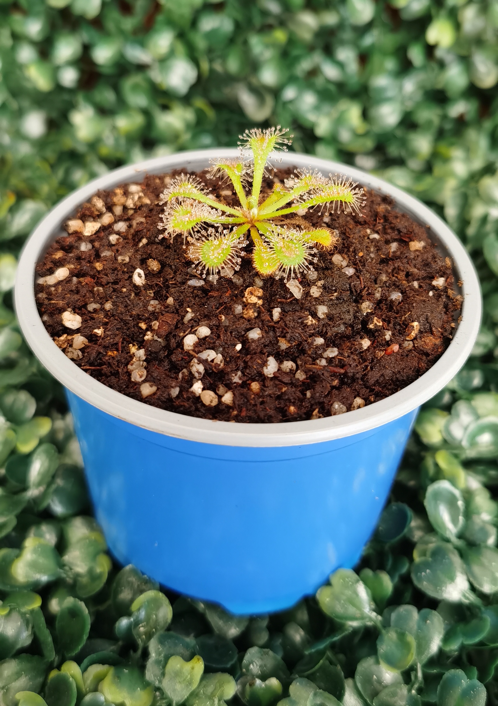 DROSERA OBLANCEOLATA