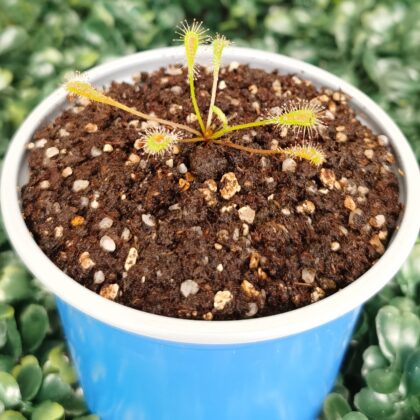 DROSERA NIDIFORMIS