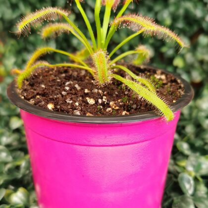 DROSERA CAPENSIS BROAD LEAF
