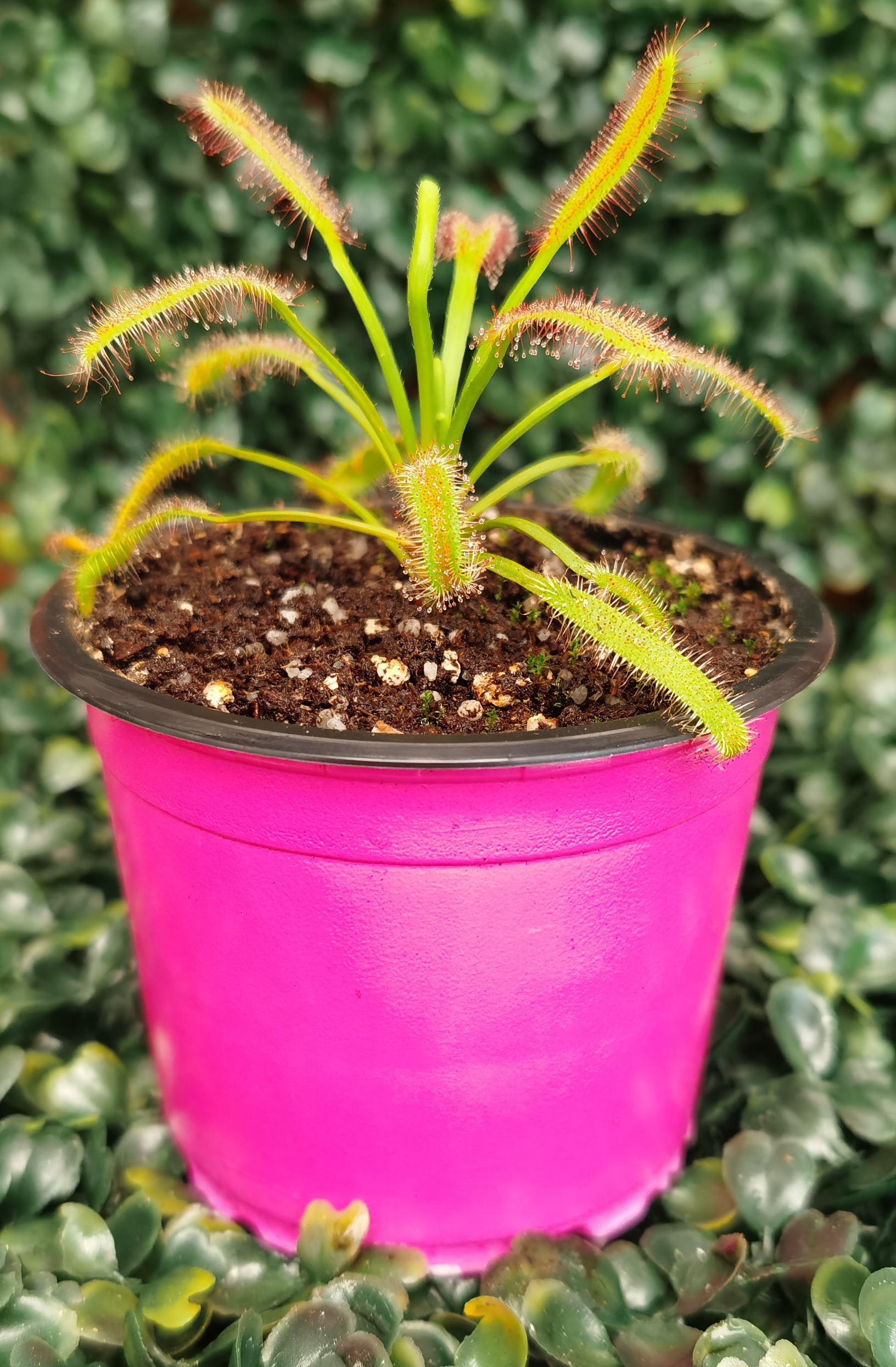 DROSERA CAPENSIS BROAD LEAF