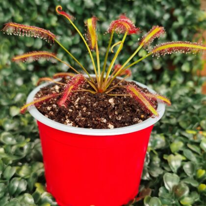 DROSERA CAPENSIS ALL RED