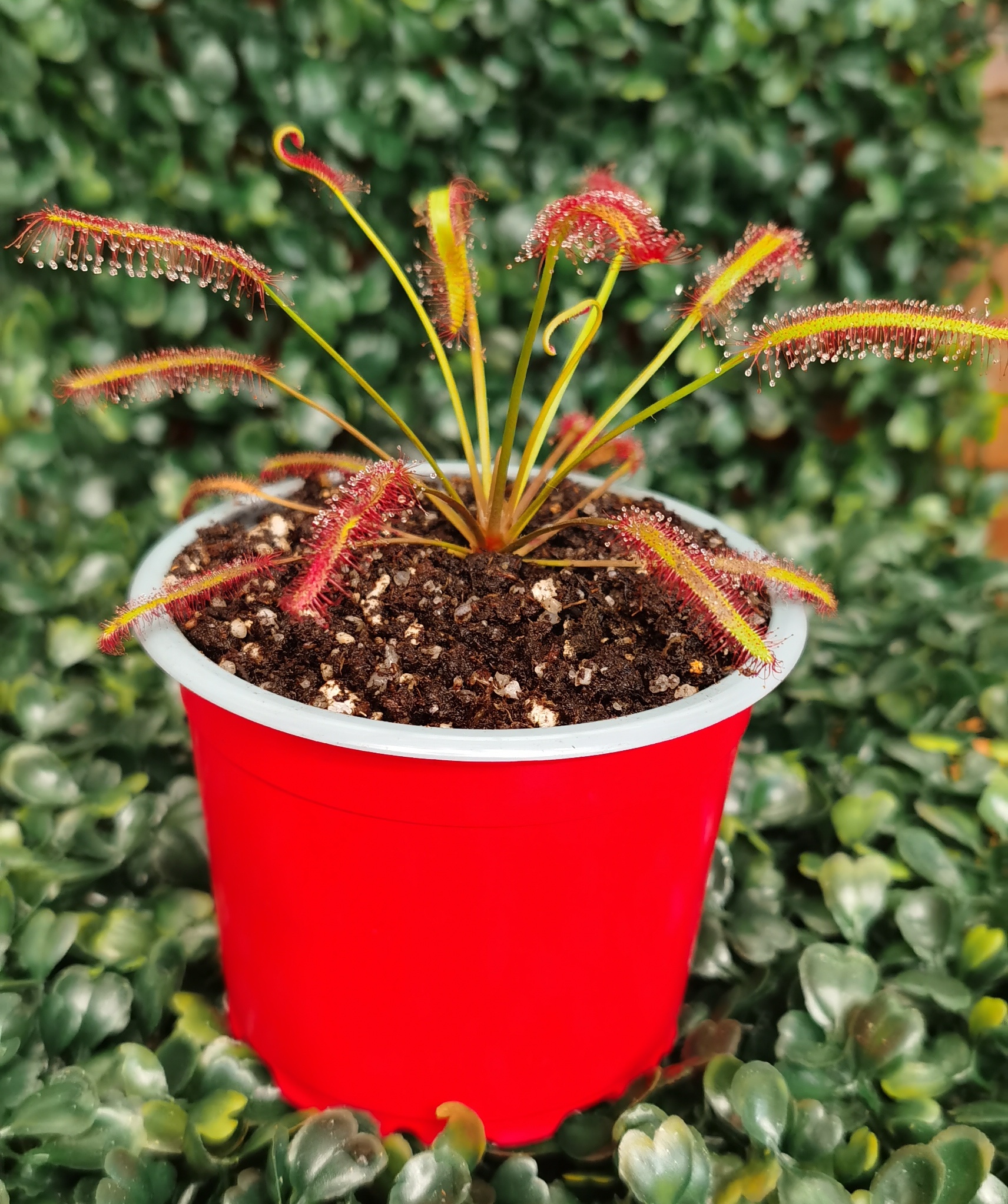 DROSERA CAPENSIS ALL RED