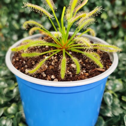 DROSERA CAPENSIS ALBA