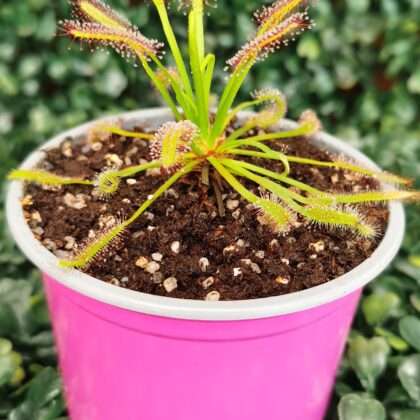 DROSERA CAPENSIS TÍPICA