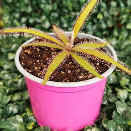 DROSERA ADELAE