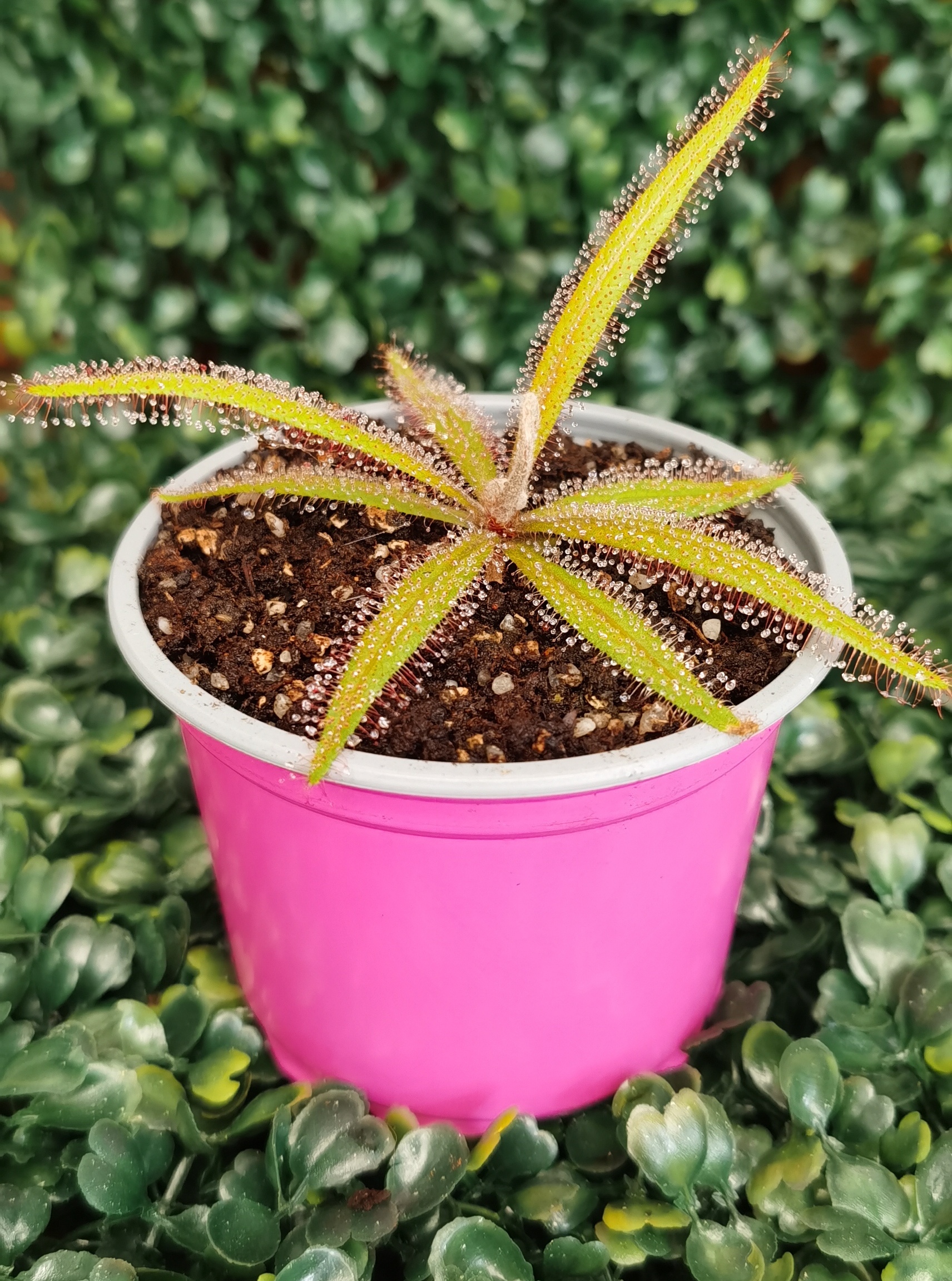 DROSERA ADELAE
