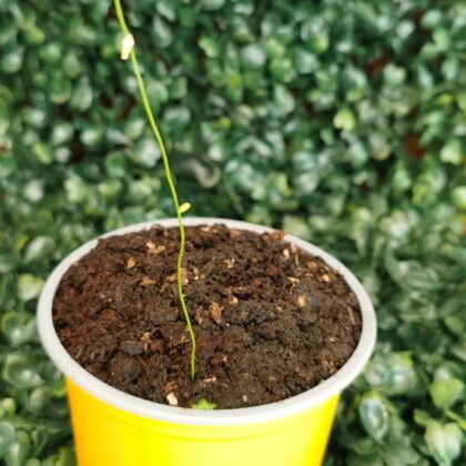 UTRICULARIA LIVIDA