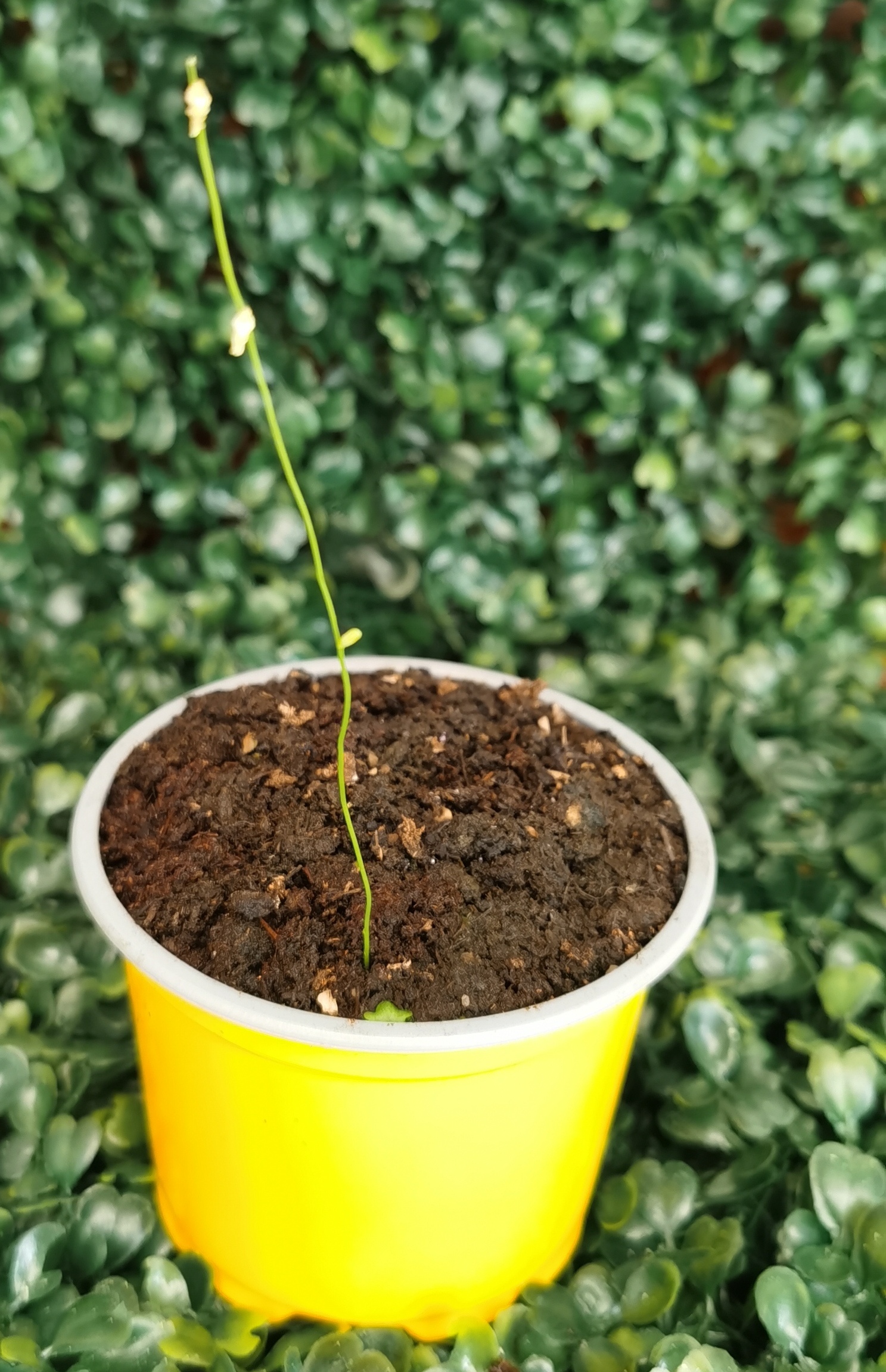 UTRICULARIA LIVIDA
