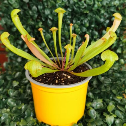 SARRACENIA SCARLET BELLE
