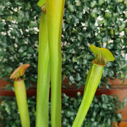 SARRACENIA ALATA