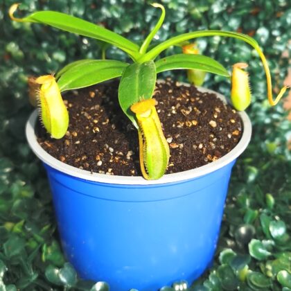NEPENTHES LINDA