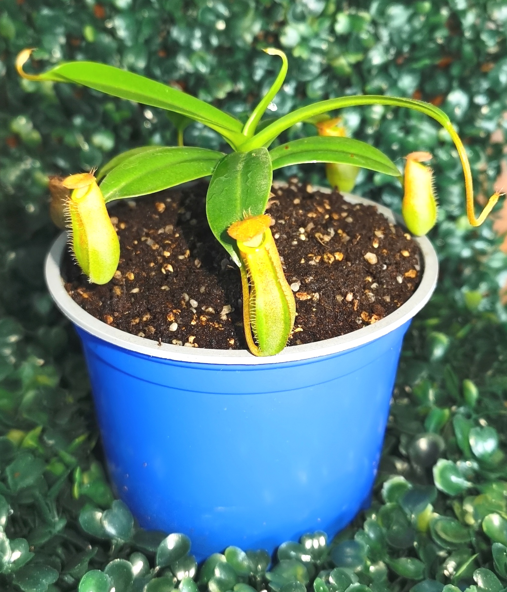 NEPENTHES LINDA