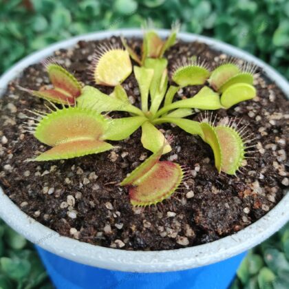 DIONAEA MUSCIPULA cultivar B52