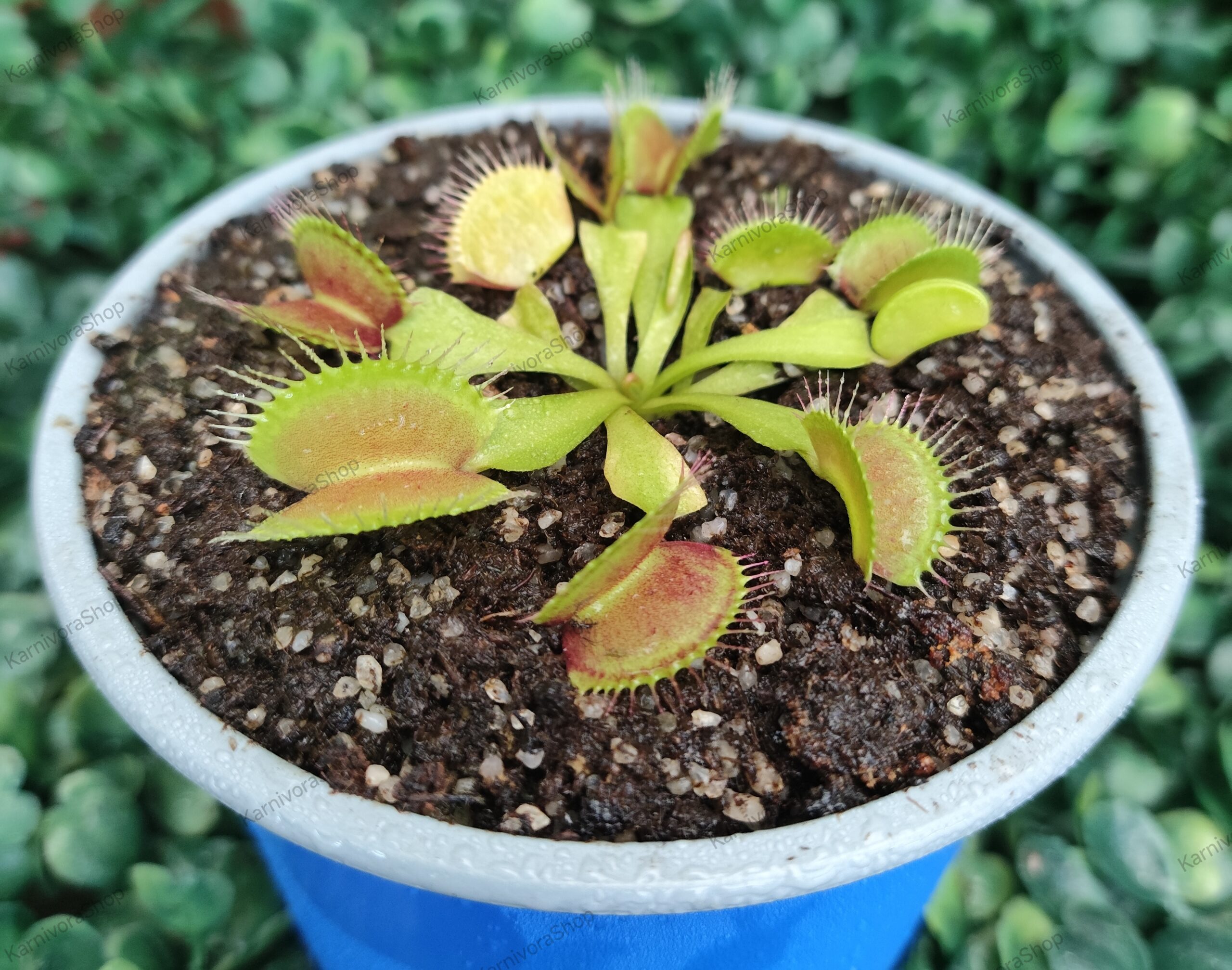 DIONAEA MUSCIPULA cultivar B52