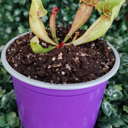 SARRACENIA PURPUREA