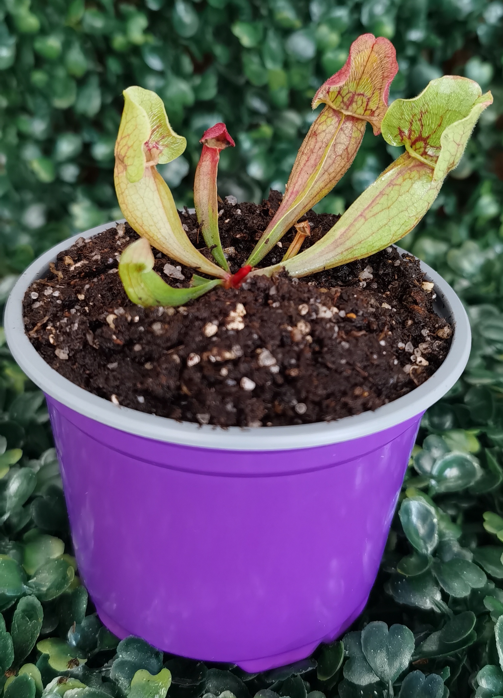 SARRACENIA PURPUREA
