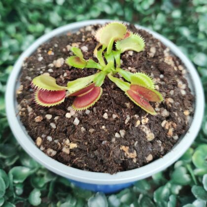 DIONAEA MUSCIPULA cultivar UK SAWTOOTH II