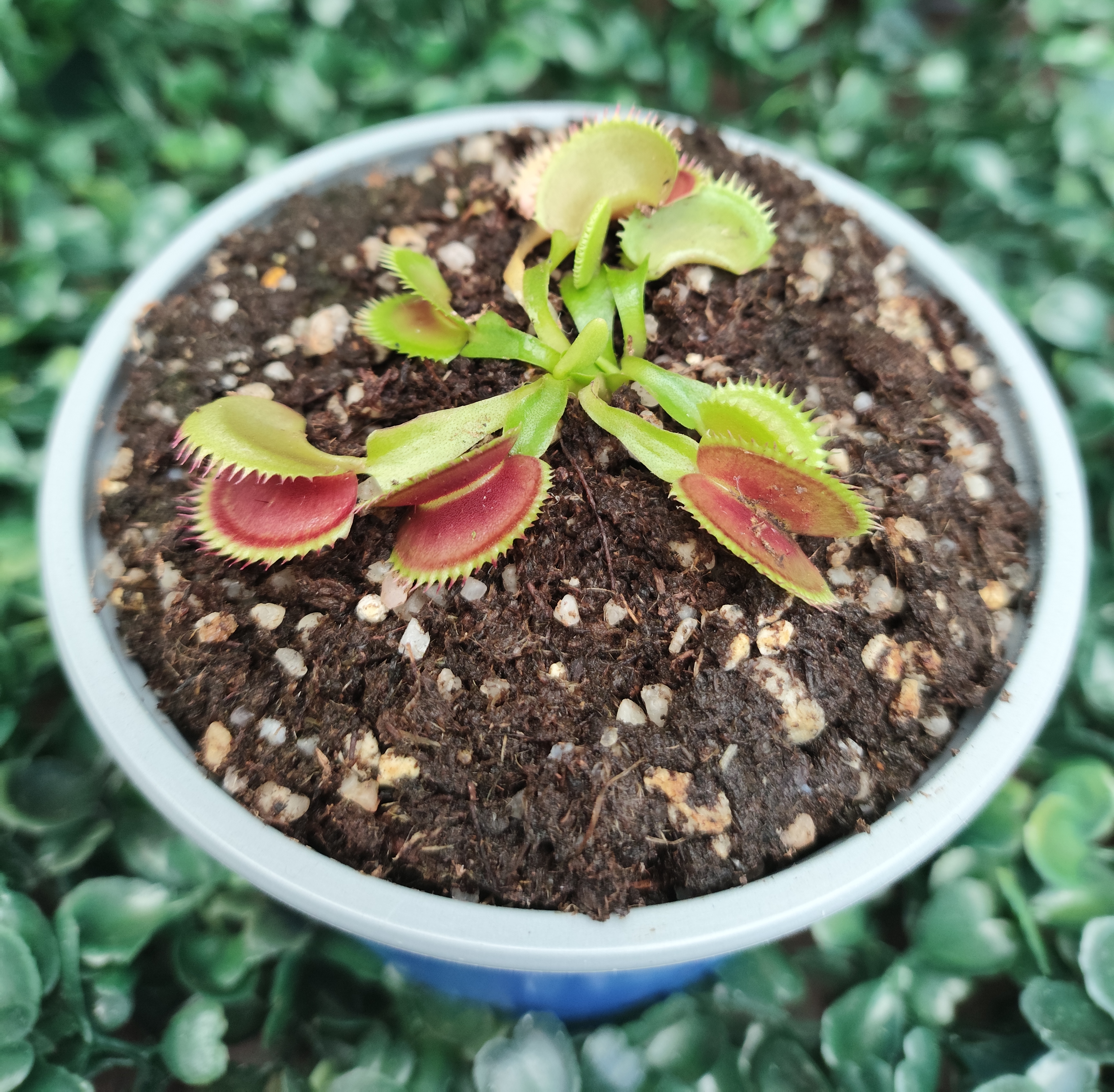 DIONAEA MUSCIPULA cultivar UK SAWTOOTH II