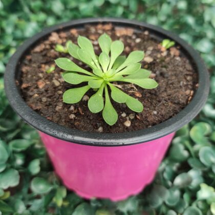 STYLIDIUM DEBILE