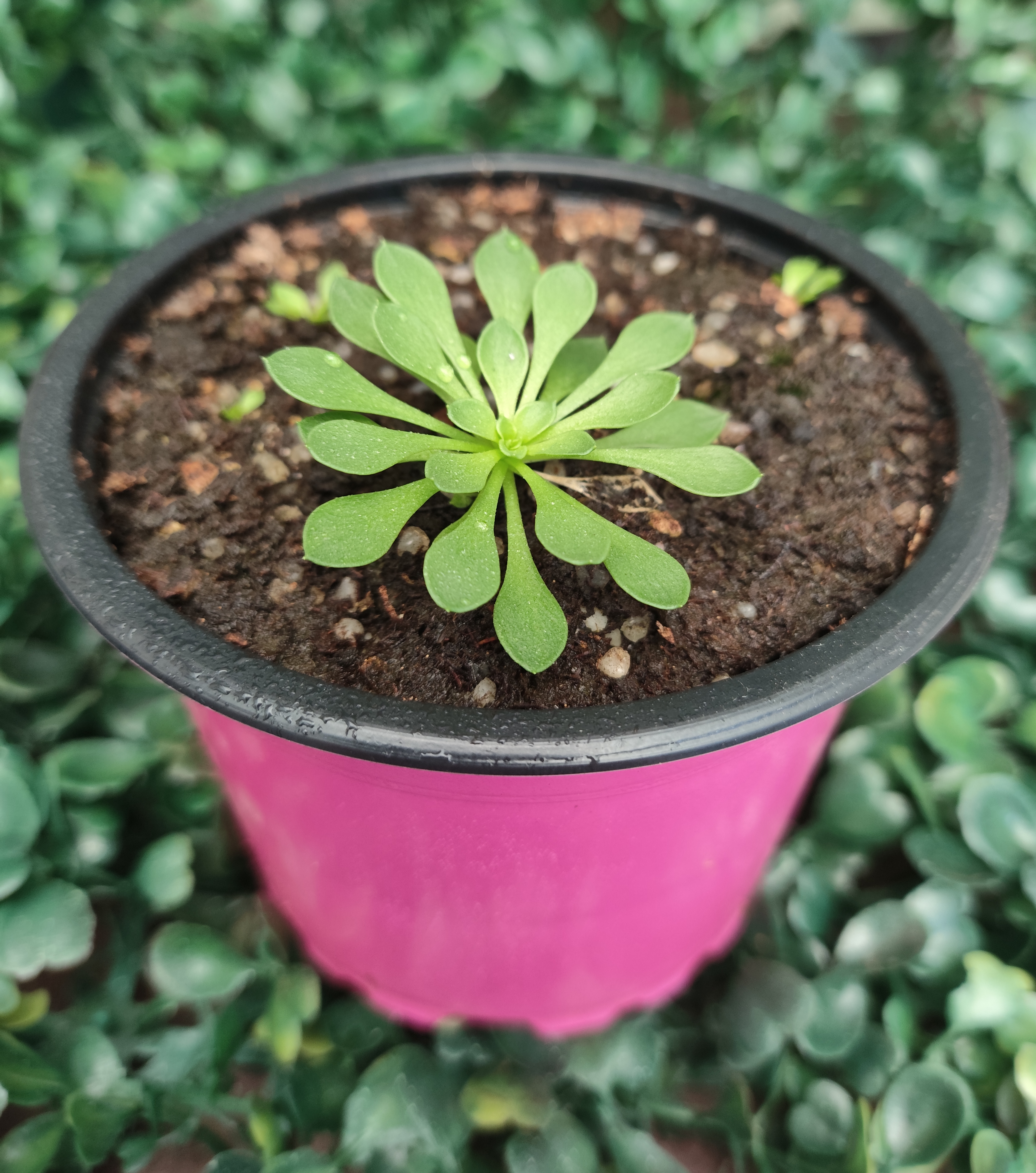 STYLIDIUM DEBILE