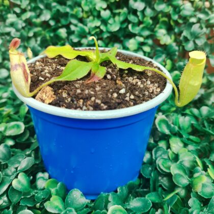 NEPENTHES (Viking x Rafflesiana) x (Mirabilis x Miranda)