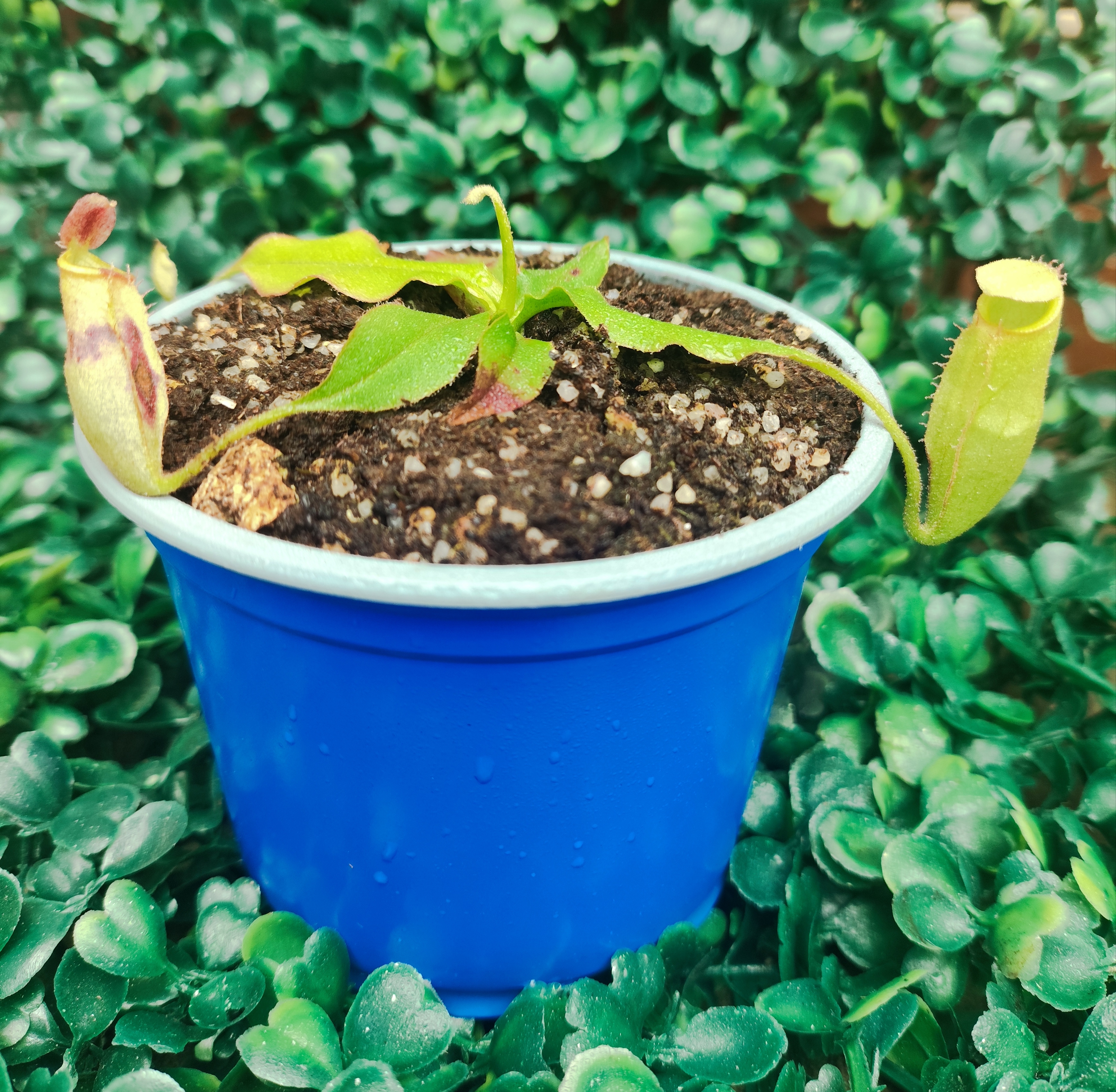 NEPENTHES (Viking x Rafflesiana) x (Mirabilis x Miranda)