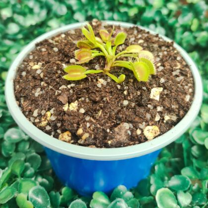 DIONAEA MUSCIPULA cultivar FUSED TOOTH CHINA