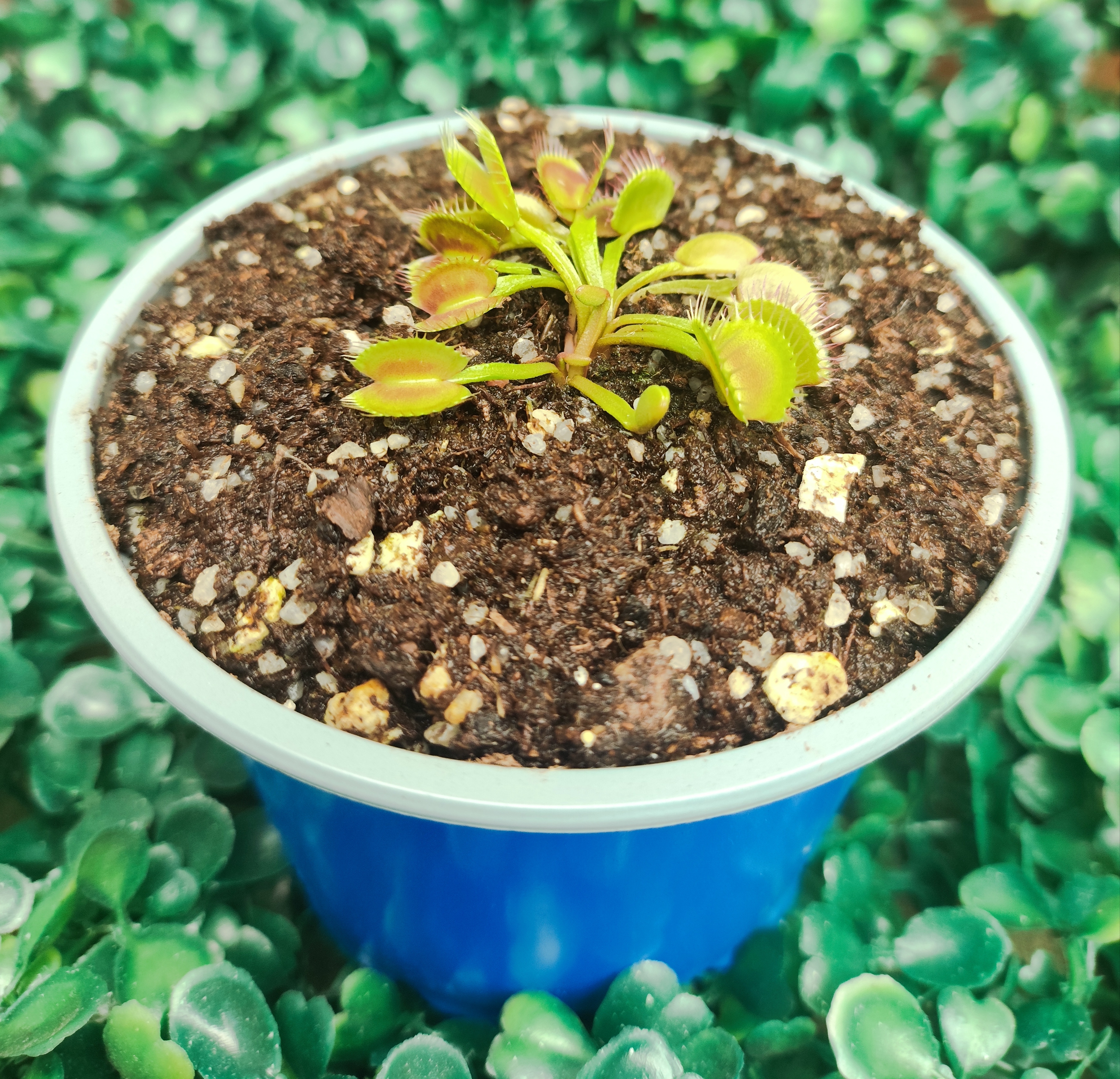 DIONAEA MUSCIPULA cultivar FUSED TOOTH CHINA