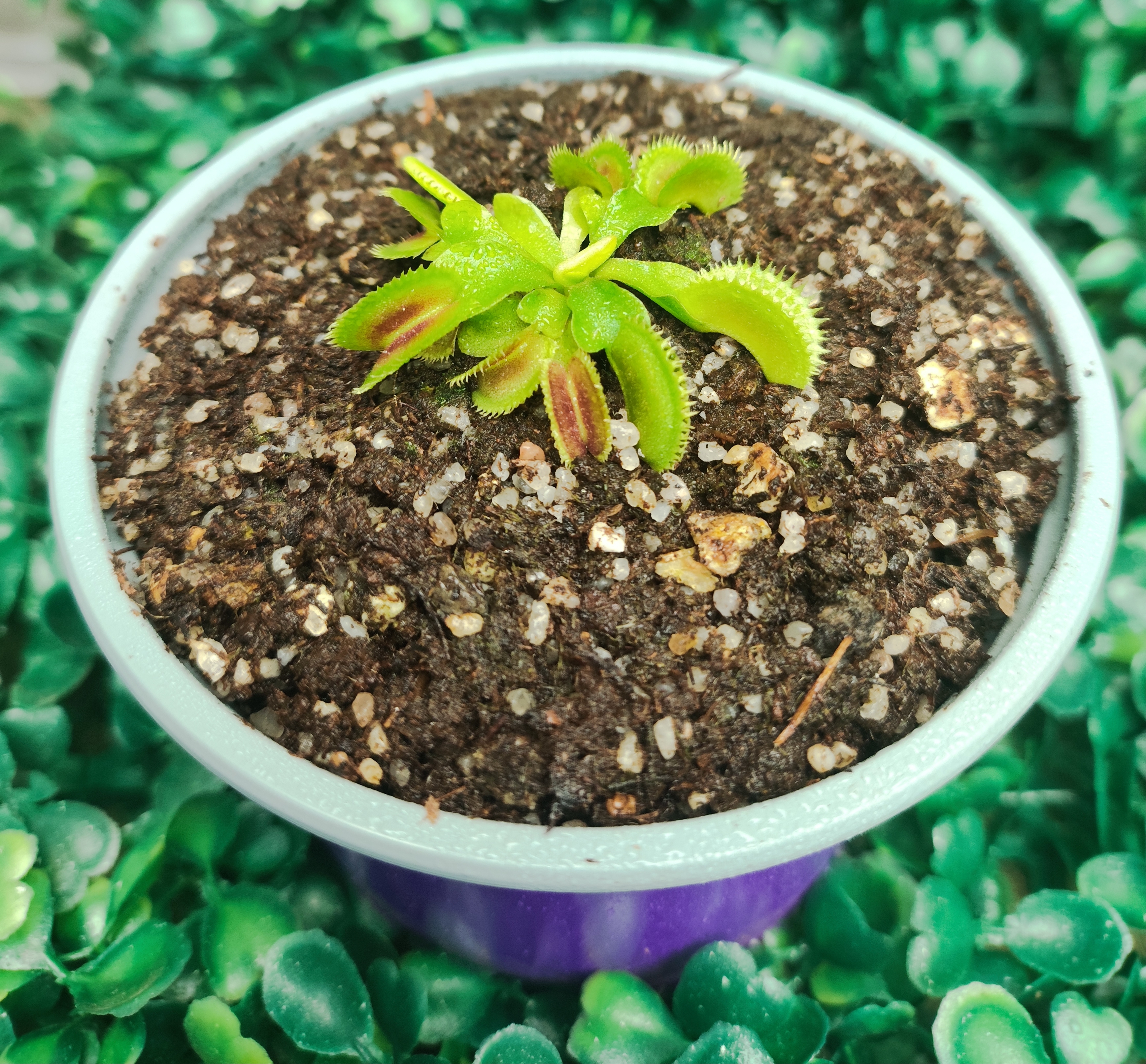 DIONAEA MUSCIPULA cultivar UK SAWTOOTH II
