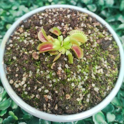 DIONAEA MUSCIPULA cultivar CLUMPING