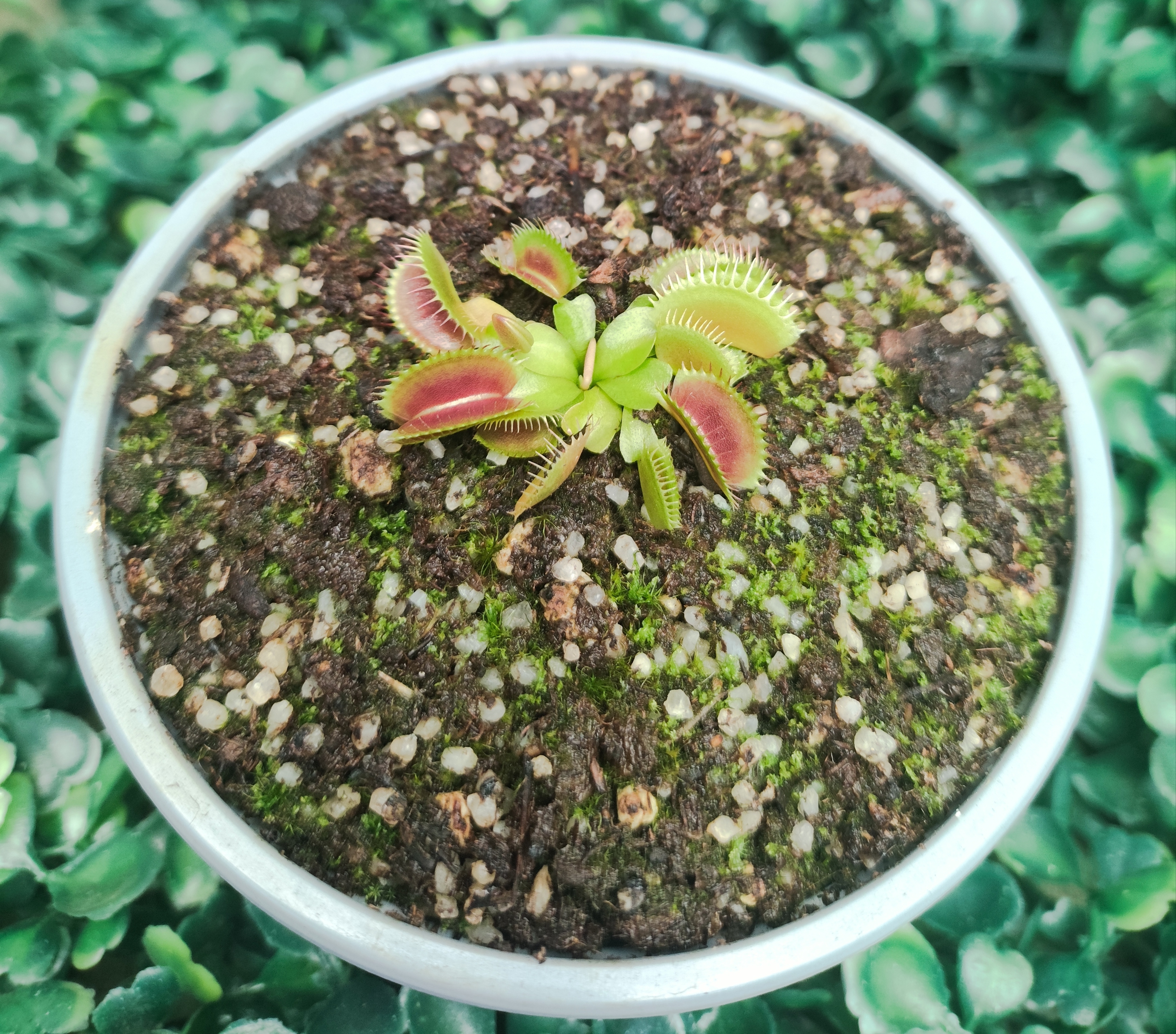 DIONAEA MUSCIPULA cultivar CLUMPING