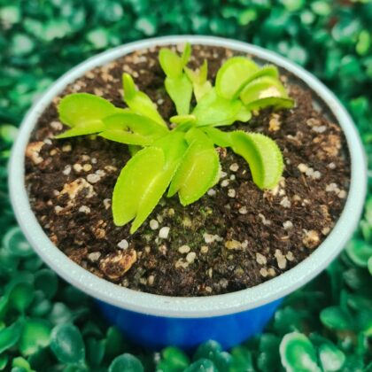DIONAEA MUSCIPULA cultivar MICRODENT