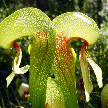 DARLINGTONIA CALIFORNICA